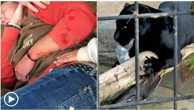 A jaguar attacks a woman who wanted to make a 'selfie' in her cage